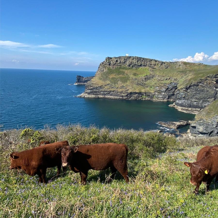 Polrunny Farm Sloe Cottage With A Sea View ボスキャッスル エクステリア 写真